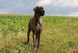 DOGUE ALLEMAND 360